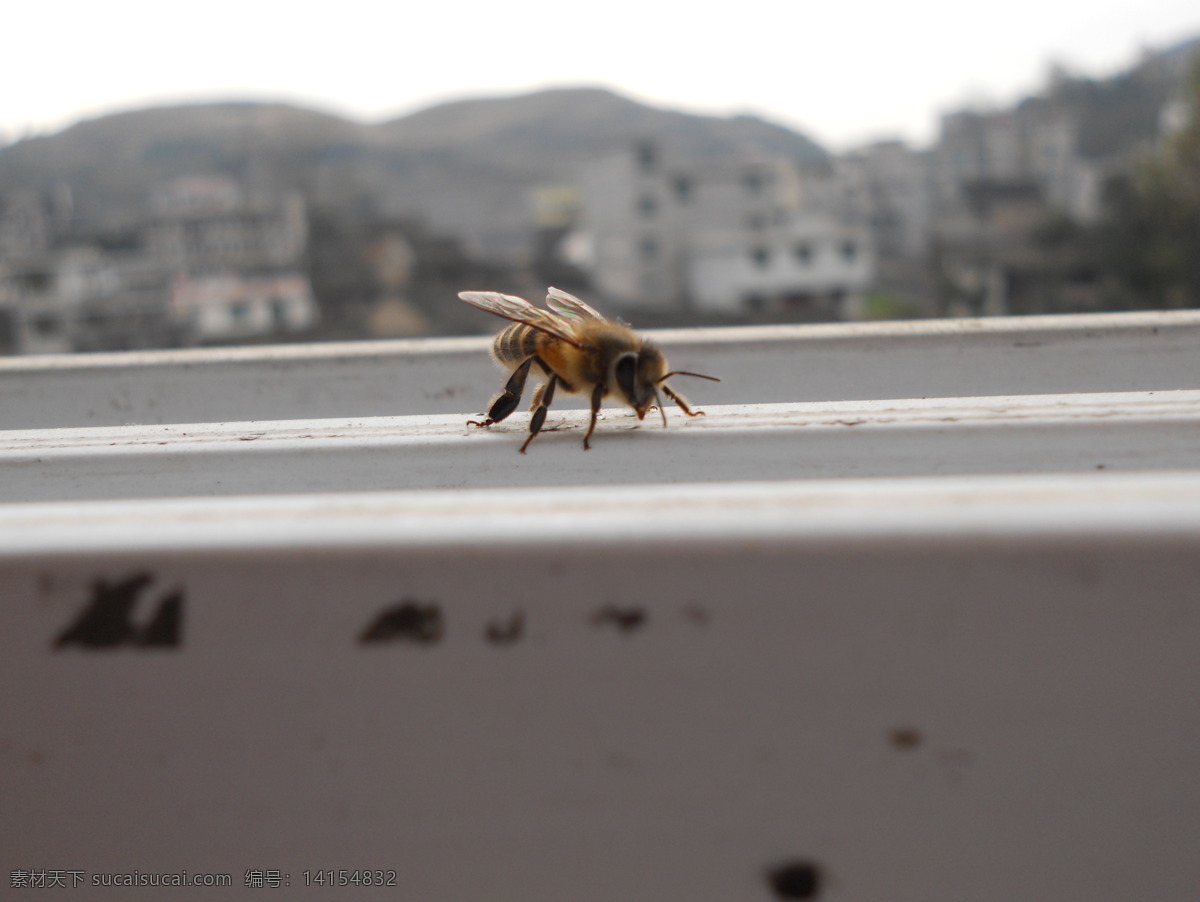 蜜蜂 昆虫 生物世界