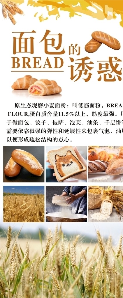 面包展架 面包海报 小麦 小麦粉 面包素材 田野上的小麦 面包广告设计
