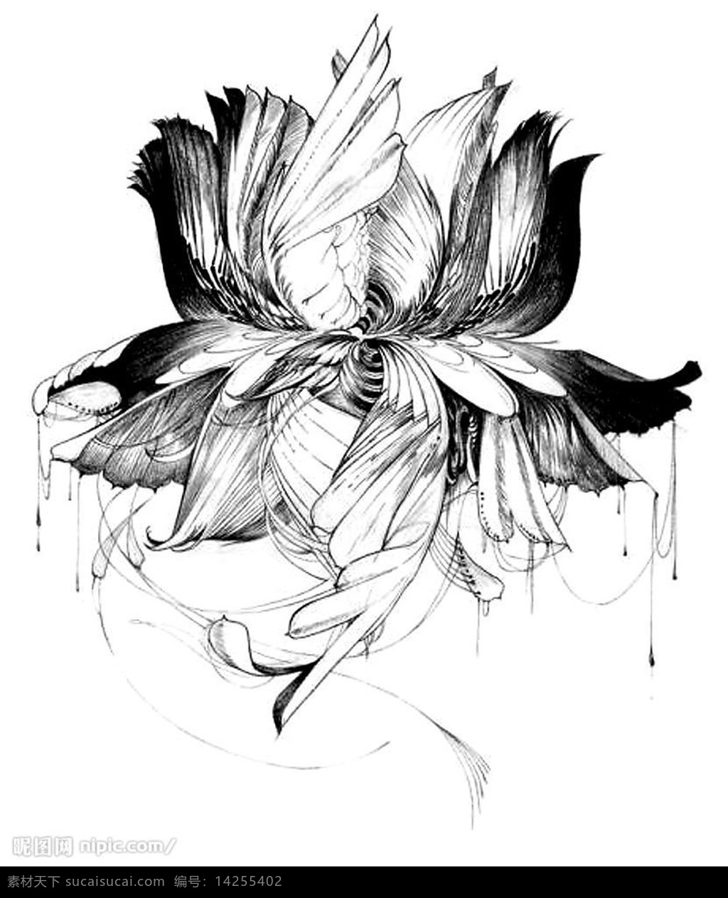 钢笔 白描 手绘 莲花 装饰画 　 翅膀 古典 复古 线条 装饰 风格 设计图库 300