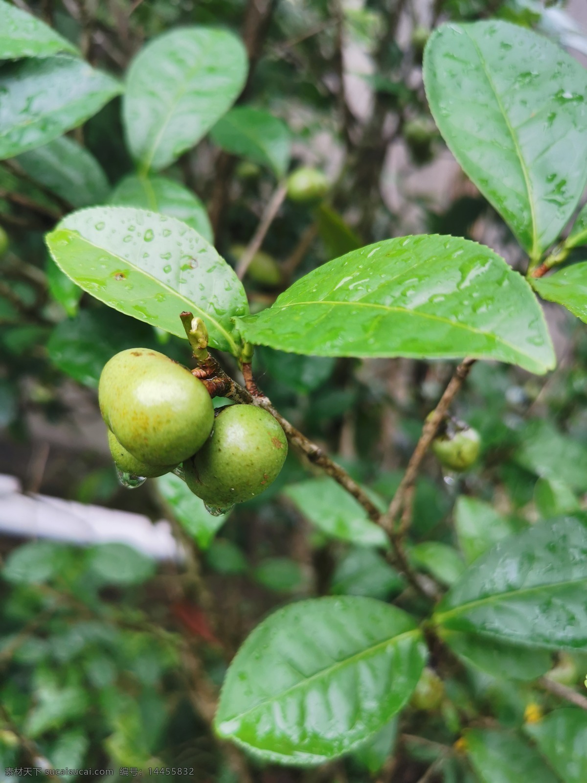 茶油果 茶油 油茶果 茶籽油 植物油 茶树 植物 果实 生物世界 树木树叶