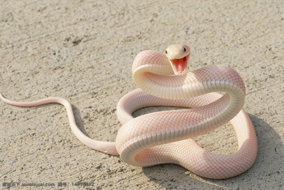 粉红色的蛇 蛇 长蛇 蛇类 灵蛇 蛇头 爬行动物 粉红色蛇 沥青眼 生物世界 野生动物