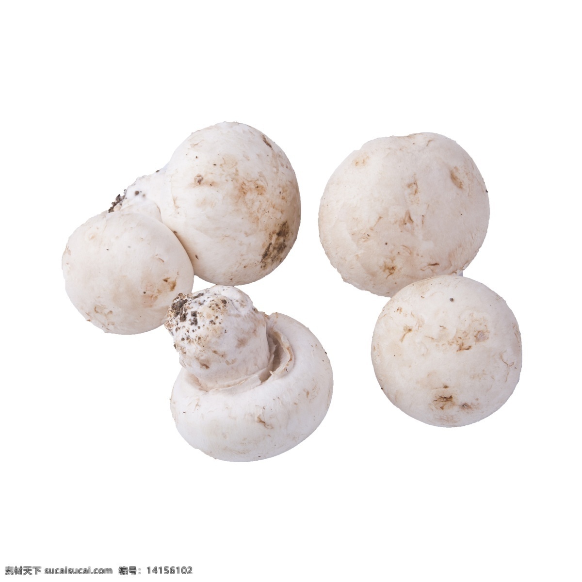 五 白 蘑菇 免 抠 五个白蘑菇 好吃的白蘑菇 新鲜的白蘑菇 有营养的蔬菜 食物