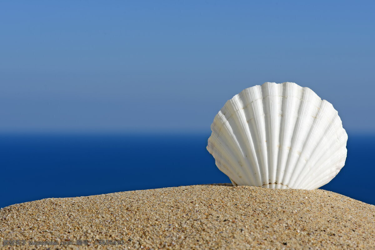 沙滩白色贝壳 沙滩 白色贝壳 海滩 沙砾 贝壳 白色 蓝天 天空 碎石 唯美 静物 风景图 自然景观 自然风景