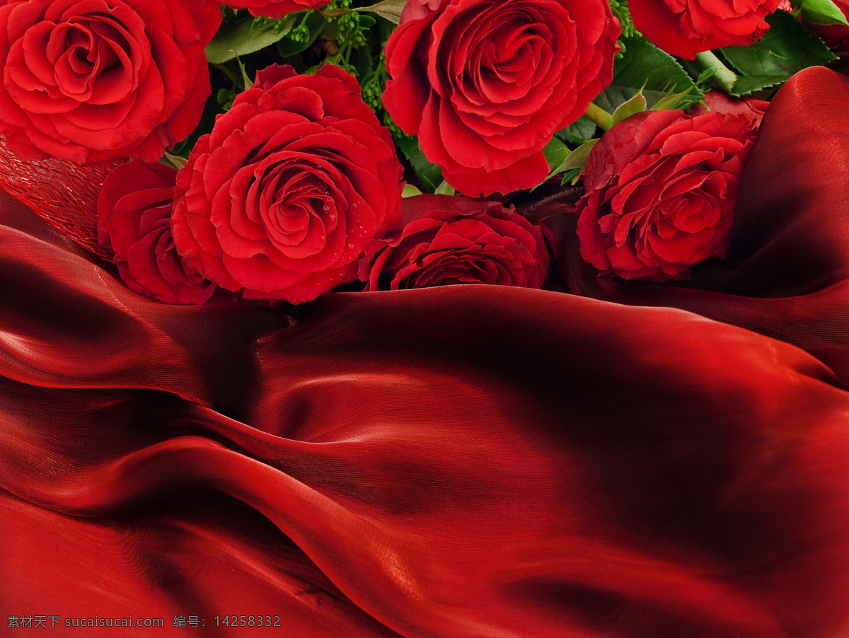 玫瑰花 飘带 背景 丝绸 红绸 美丽鲜花 鲜花背景 花朵 花卉植物 花草树木 生物世界