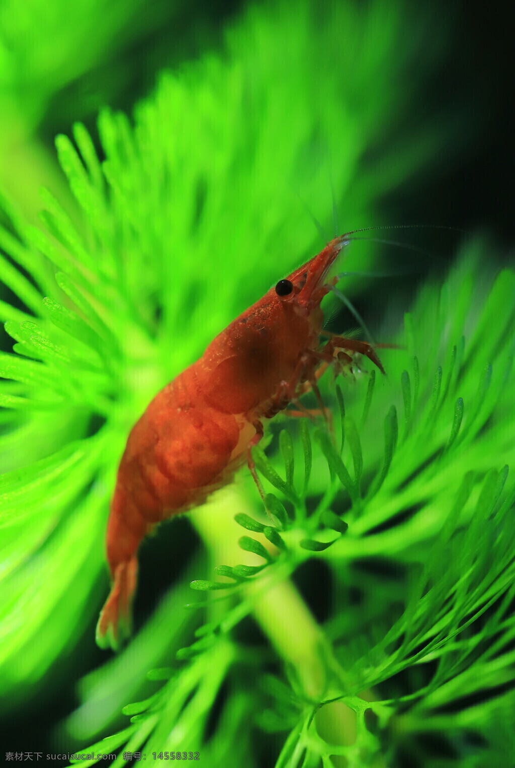 观赏虾 集火虾 触须 红色虾壳 水草 鱼缸 微距 绿色