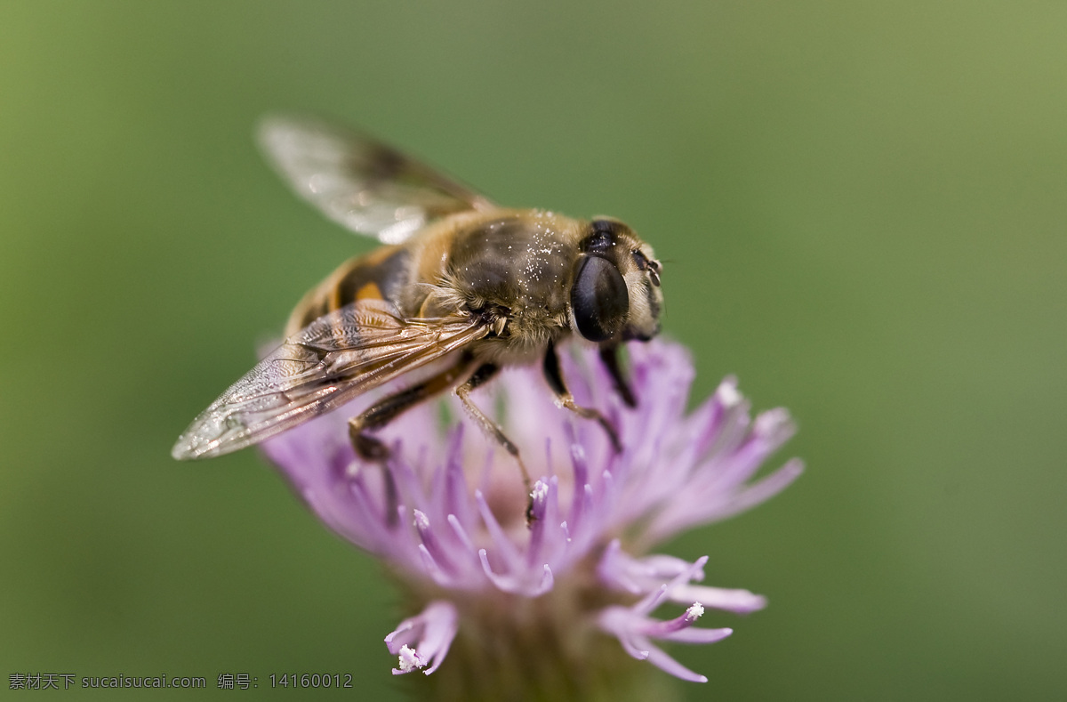 大 蜂 小花 花朵 昆虫 蜜蜂 生物世界 特写 微距 大蜂与小花 微距虫虫