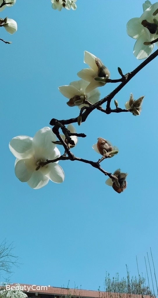 白玉兰 玉兰 花 春天花开 玉兰花 自然景观 自然风景