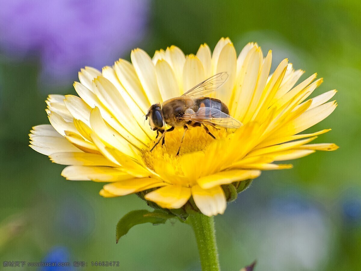 蜜蜂采蜜 蜜蜂 采蜜 菊花 花朵 黄花 小黄花 昆虫 生物世界