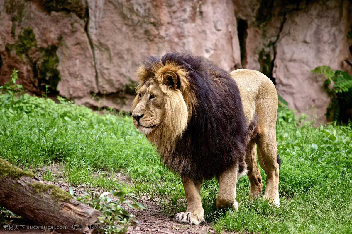 走 草地 上 公 狮子 公狮子 动物 陆地动物 生物世界
