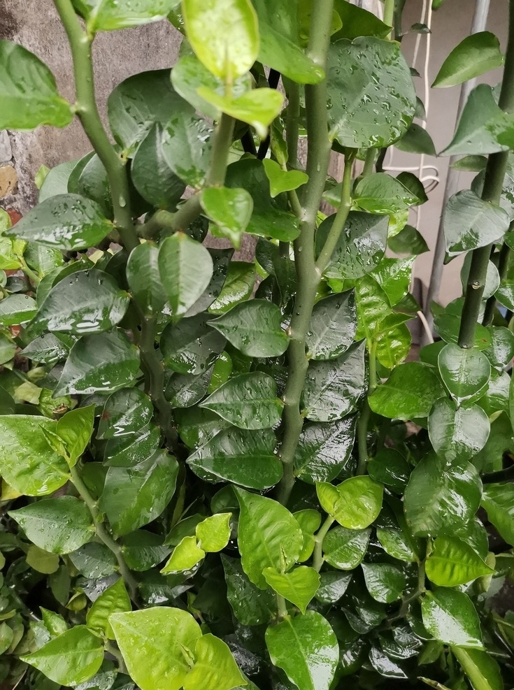 植物 自然 背景 绿色 特写 常绿植物 苔鲜 水珠 自然景观 自然风景