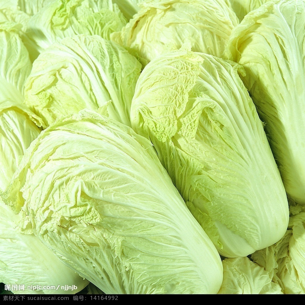 大白菜 生物世界 蔬菜 摄影图库
