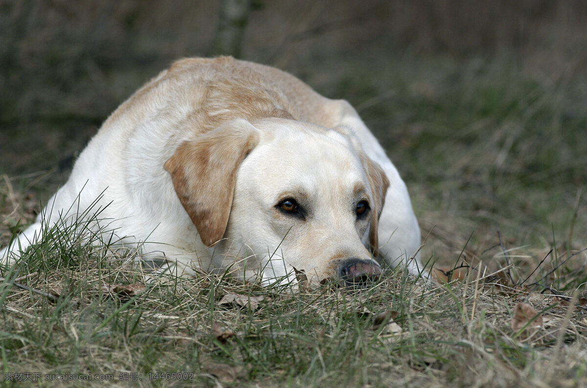 趴 狗 宠物 可爱小狗 名贵 犬种 动物世界 宠物摄影 陆地动物 生物世界 狗狗图片