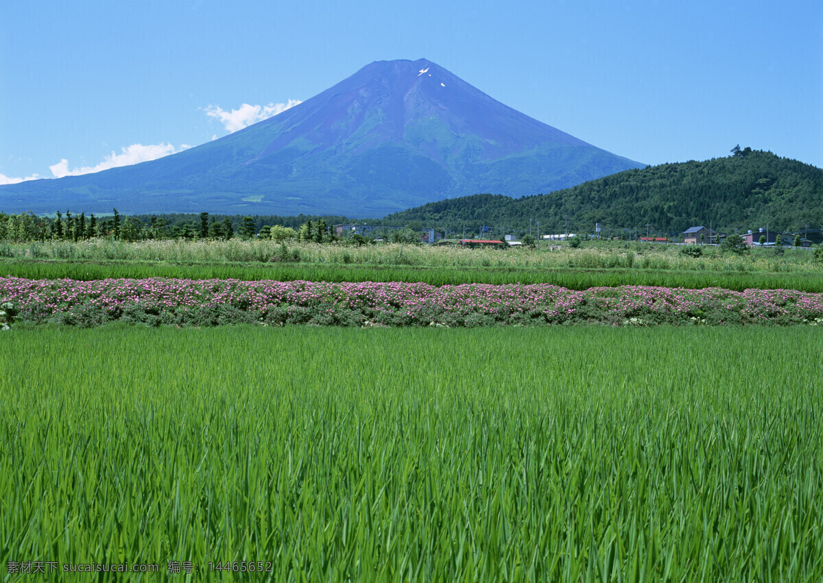 山 稻田 蓝天 树 富士山 日本风景 绿色