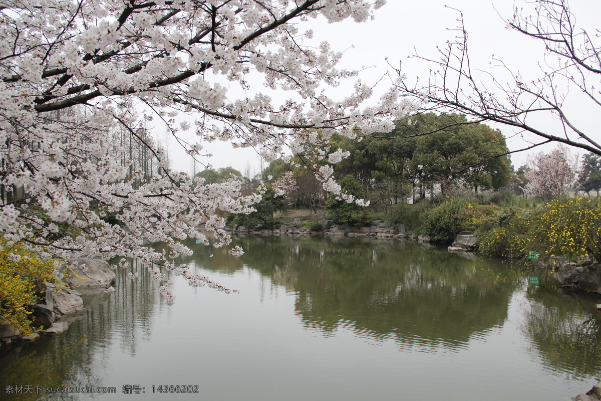 樱花 春天 倒影 湖水 花草 绿树 生物世界 psd源文件