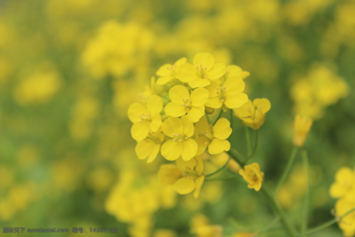 油菜花 春季 春天 花草 生物世界 田野 油菜 psd源文件