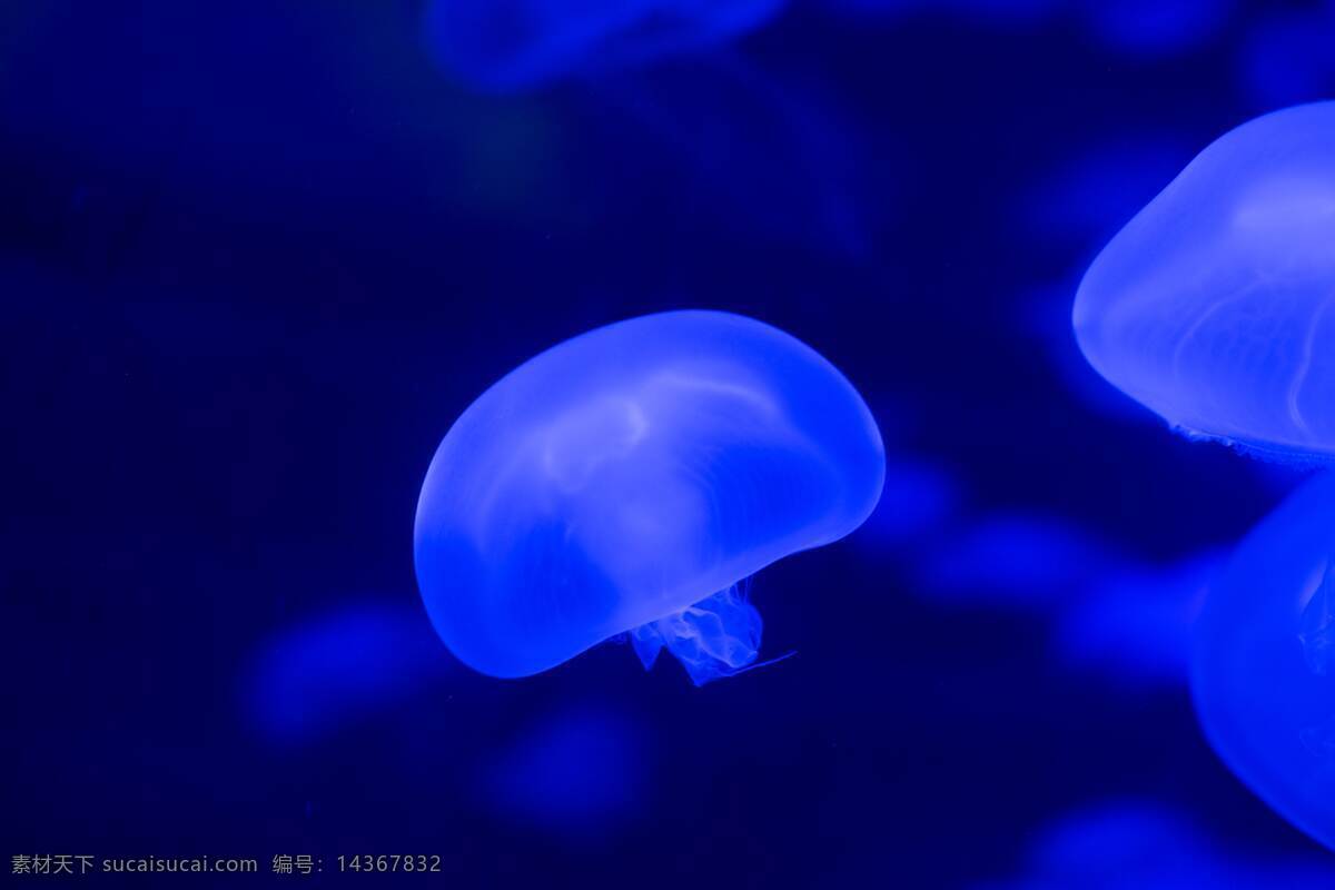 海洋生物 大自然 蓝天 植物 树叶 小清新 昆虫 虫子 虫 野生动物 动物 宠物 温顺 摄影类 生物世界 家禽家畜 精美 爱护 萌宠 墙贴 保护宠物 可爱 高清 大图 对视 和睦 严肃 庄重 宠爱 森林 木材 鸟 野生鸟类 天鹅 羽毛 翅膀 飞行 季节性 鸟类