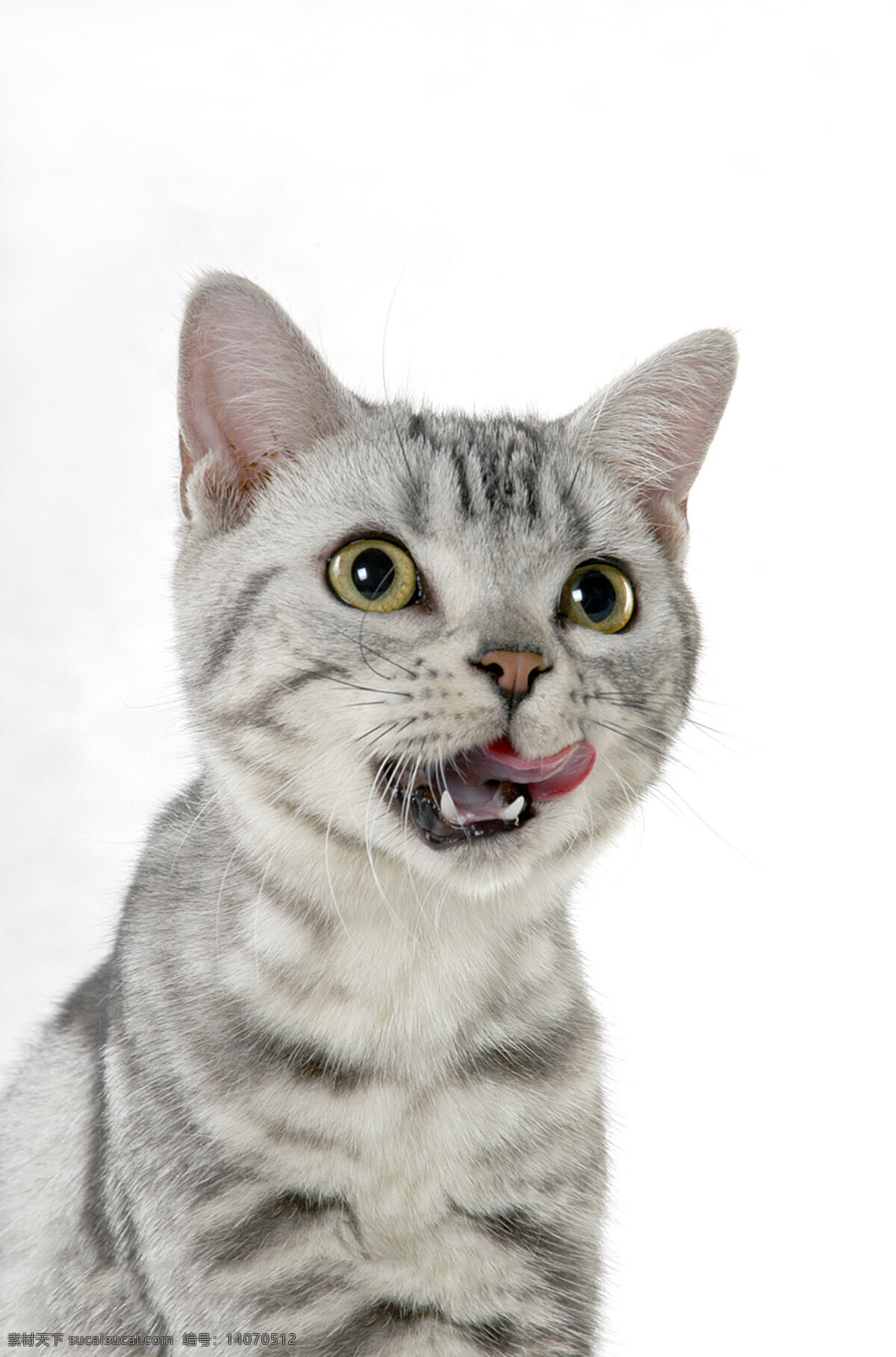 猫咪 高冷 猫眼 胡须 生物世界 家禽家畜