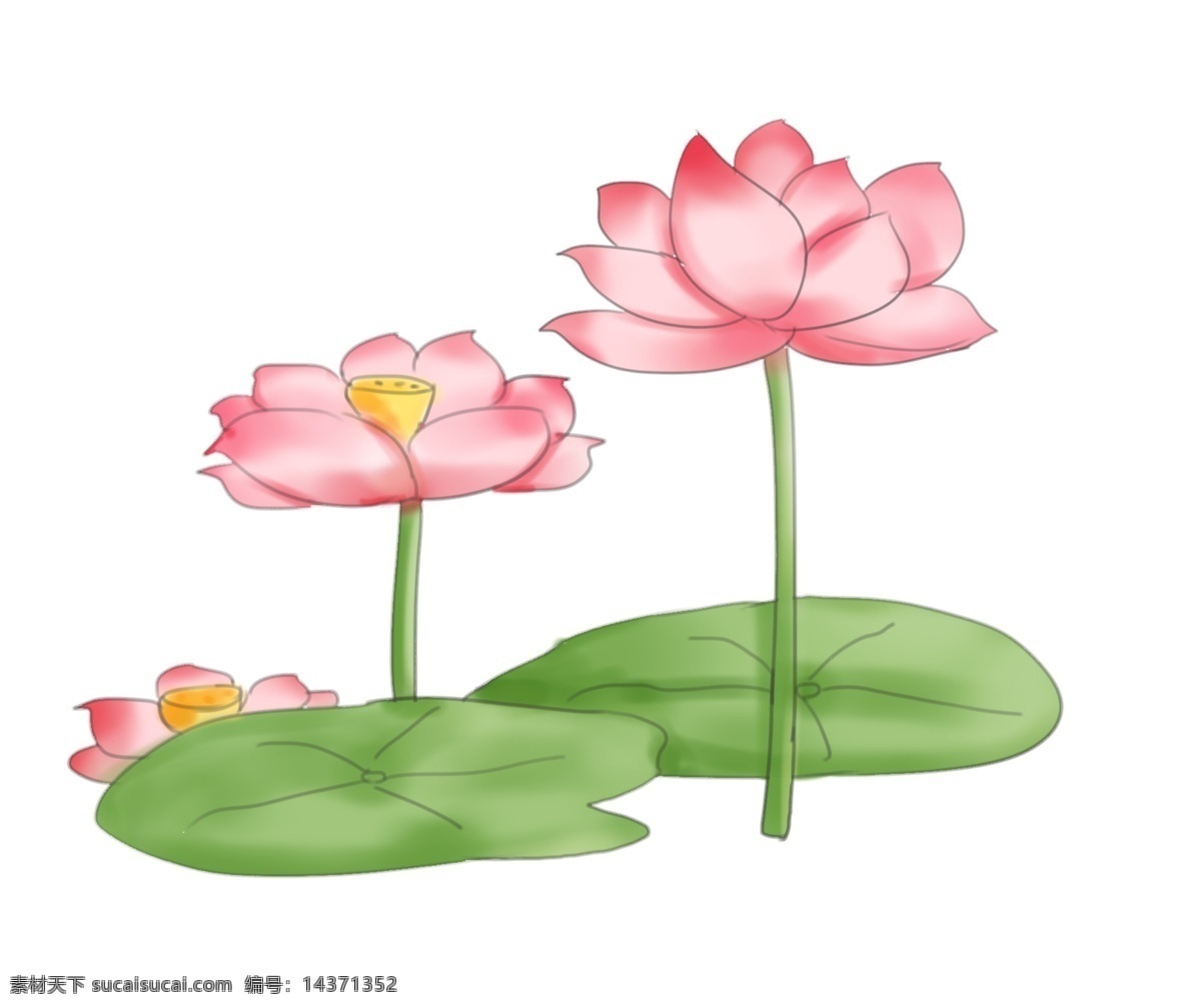 漂亮 荷花 卡通 插画 漂亮的荷花 卡通插画 荷花插画 花朵 花束 鲜花 花瓣 花蕾 绽放的花朵
