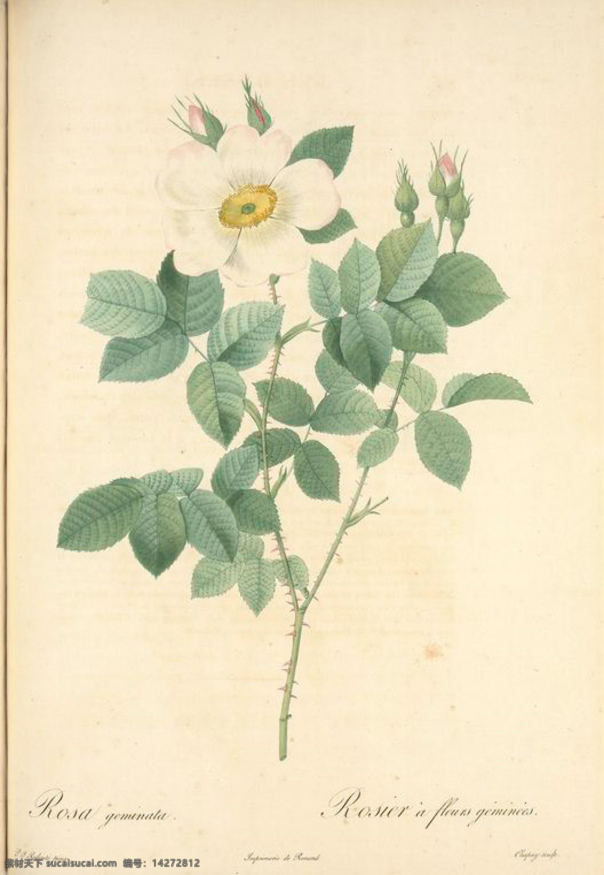 复古 油画 白色 花朵 花 花卉 玫瑰 艺术名画 植物图 文化艺术