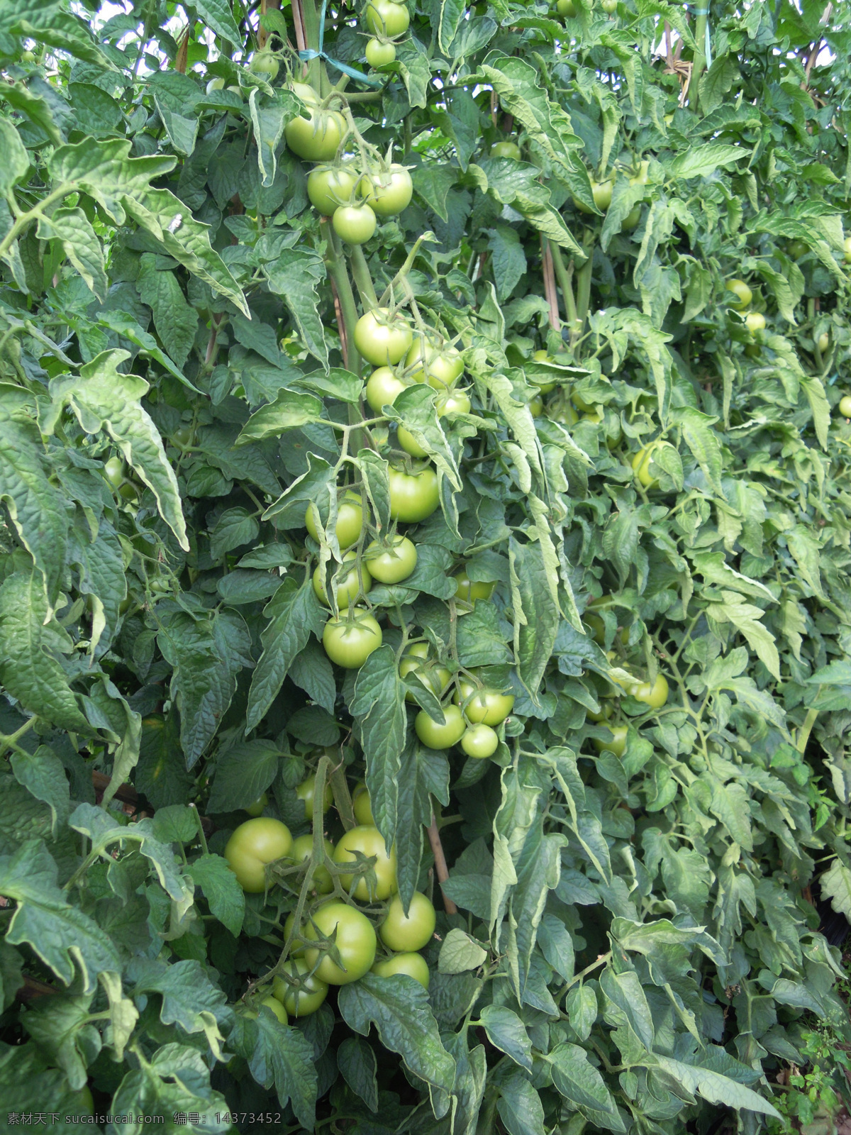 西红柿 番茄 青色西红柿 青色番茄 番茄地 番茄素材 番茄图片 瓜果蔬菜 生物世界 蔬菜