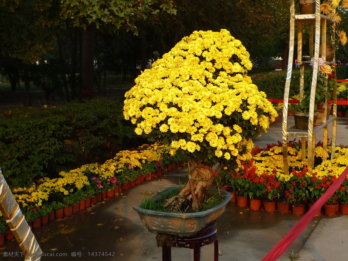 菊花盆景 菊花 盆景 黄色菊花 菊花造型 花草 生物世界