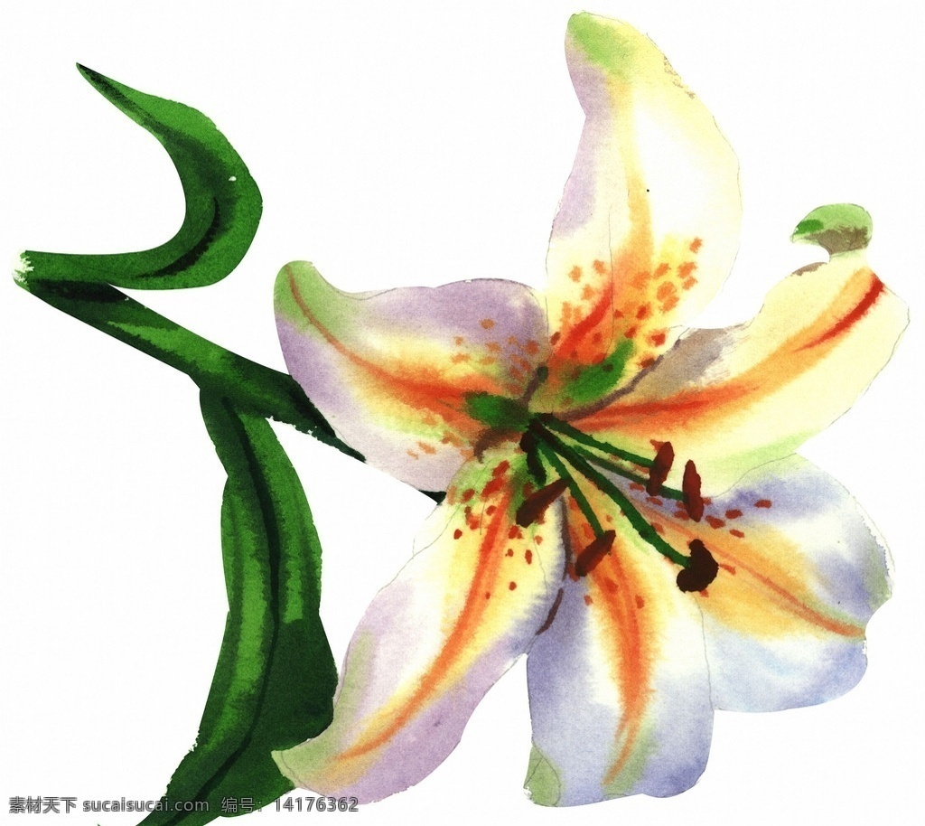手绘 水彩 百合花 高清 百合 花卉 花 鲜花 花朵 高清图片 花草 生物世界
