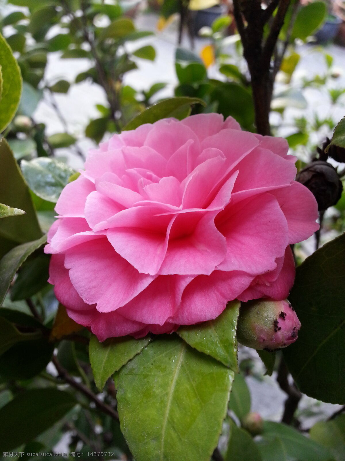 粉色 海棠花 高清 花 鲜花 花朵 自然花朵 红色