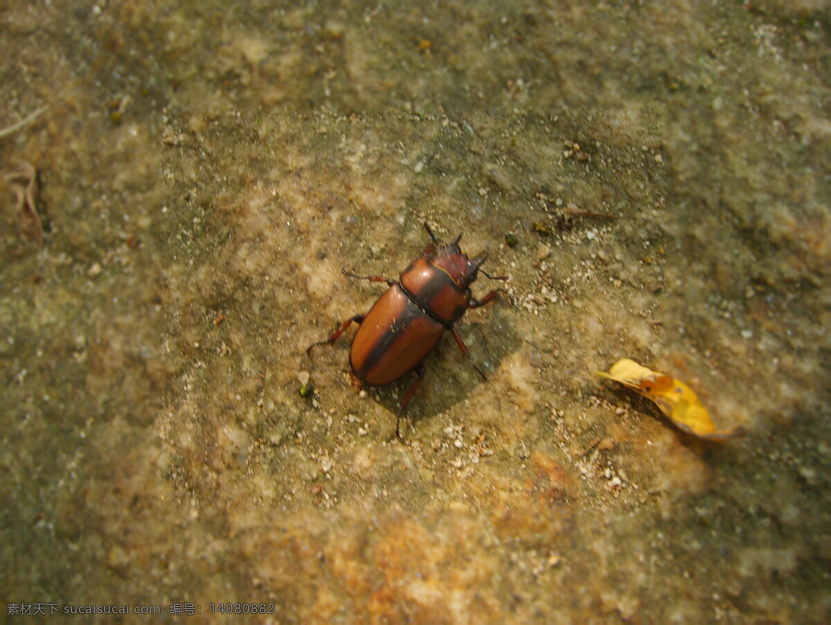 昆虫 锹甲 甲虫 棕 红色 生物世界