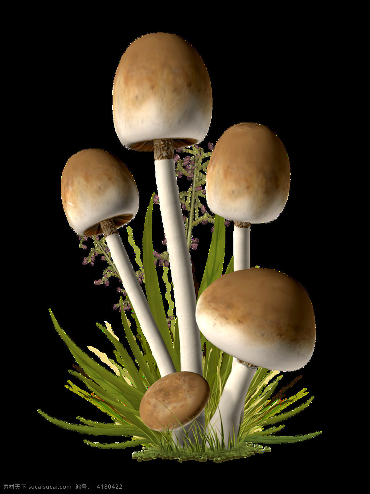 菌类 蘑菇 透明 透明素材 装饰 设计素材 淘宝素材 海报设计装饰 装饰图案