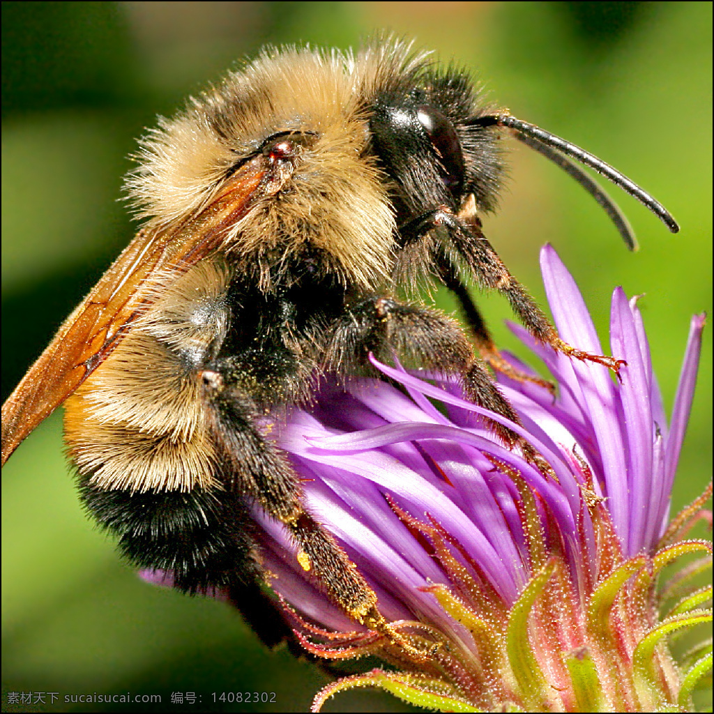 高精度蜜蜂图 蜜蜂 bee 采花 昆虫 生物世界
