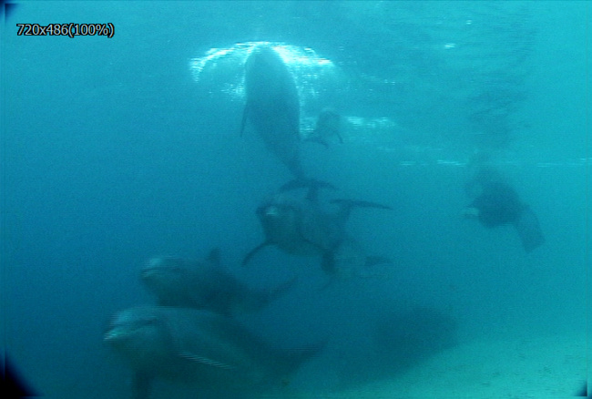 海底海豚