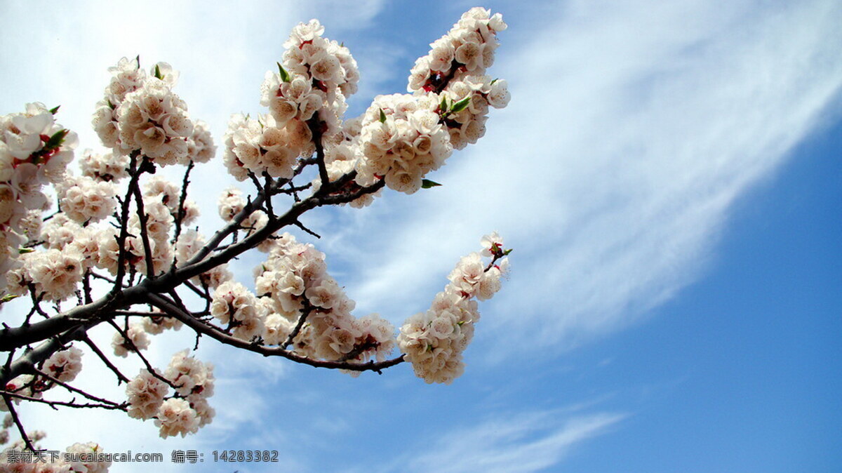 纯洁 美丽 杏花 桌面壁纸 高清 花卉 背景图片