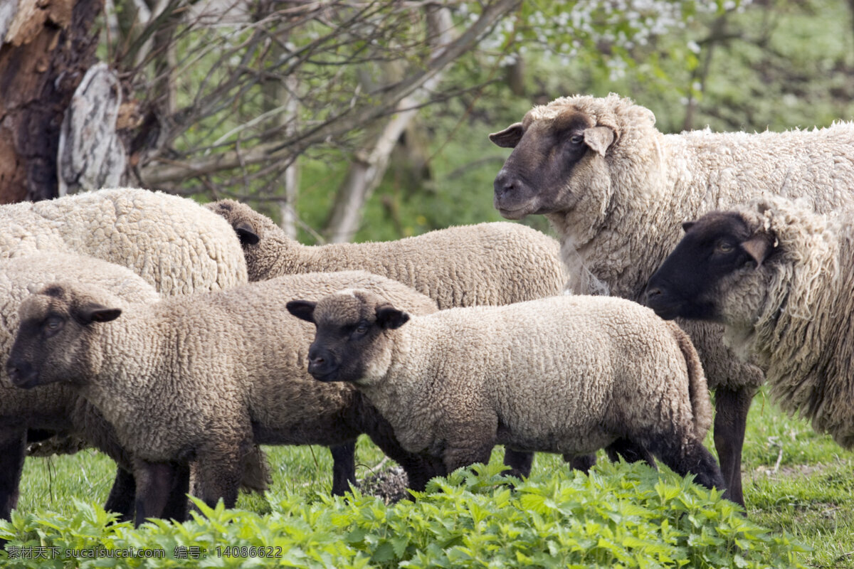 绵羊 羊群 羊 动物世界 摄影图 陆地动物 生物世界