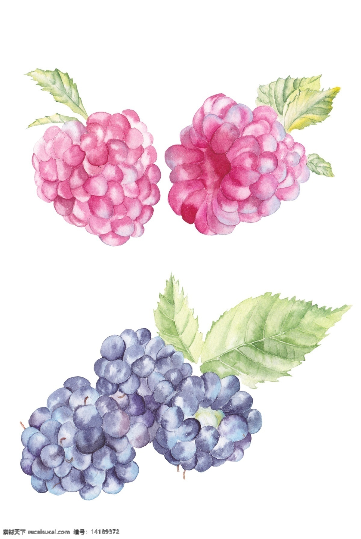 红桑葚 紫桑葚 水彩水果 水彩插画 水彩 水果 插画