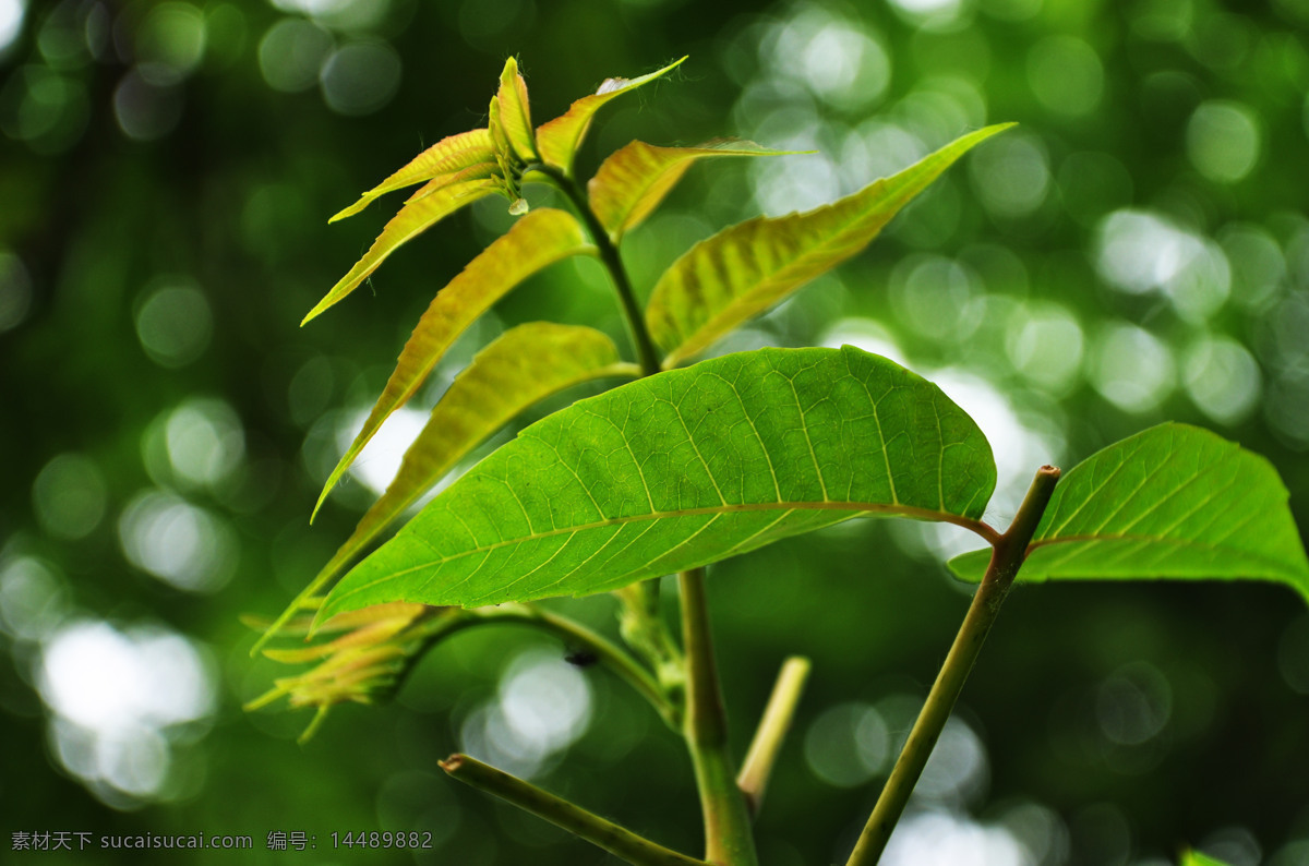 香椿 香椿树 香椿叶 香椿芽 树木 树叶 木本植物 树木树叶 生物世界
