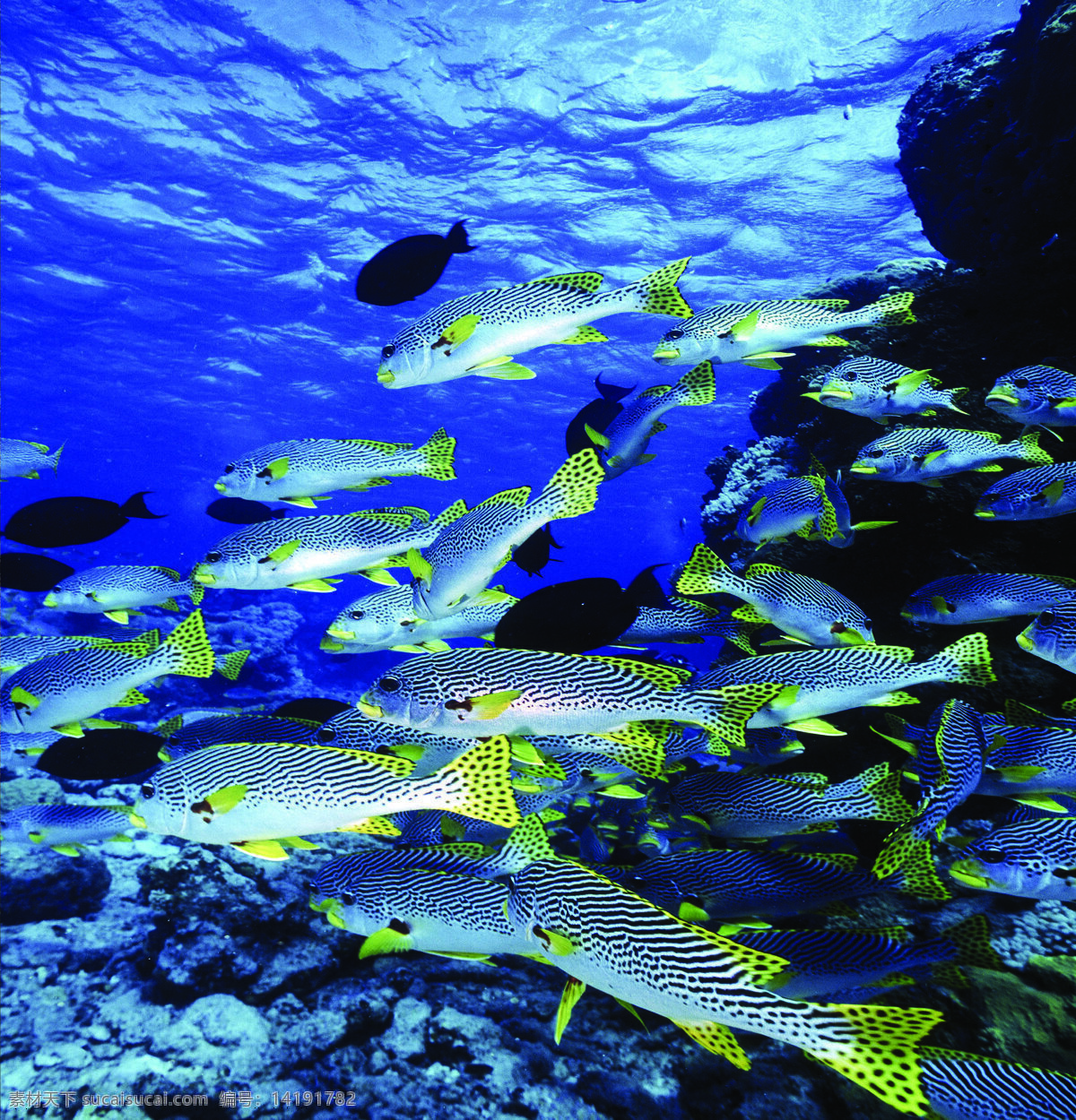 海底 风光图片 海底世界 摄影图库 生物世界 鱼 鱼类 底风光