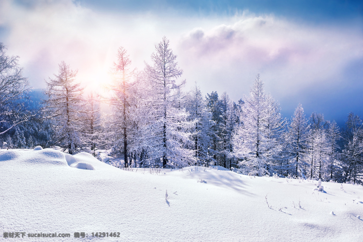 冬天树木雪景 冬天景色 冬季美景 美丽风景 漂亮景色 风景摄影 雪地风景 自然风景 自然景观 白色
