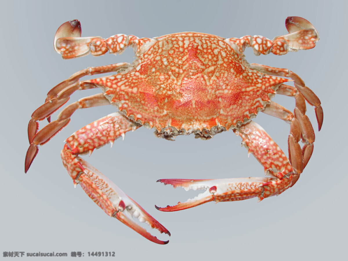 螃蟹 大螃蟹 活螃蟹 螃蟹图 海鲜大螃蟹 海螃蟹 螃蟹腿 红螃蟹 大闸蟹 海洋生物 生物世界