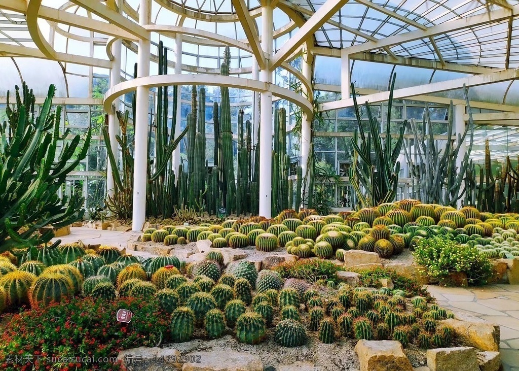 园林 植物园 厦门 仙人掌 仙人球 原创共享 旅游摄影 国内旅游