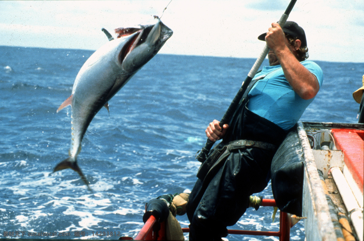 钓鱼 金枪鱼 深海 海洋 国外 生物世界 海洋生物 白色