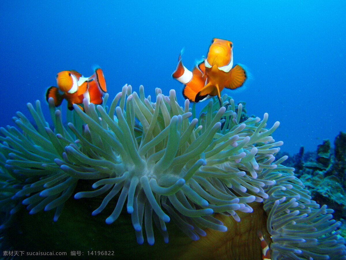 海底 生物图片 海底世界 海洋生物 生物世界 鱼 底生物 鱼类摄影