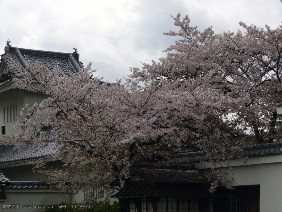 日本 樱花 风景图片 植物花卉 风景 生活 旅游餐饮